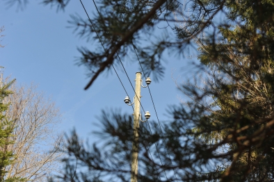 Stromleitung im Wald